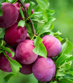 Prunus domestica 'Sangue di Drago'